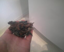 宝塚市　洗濯機の水、床に溢れる